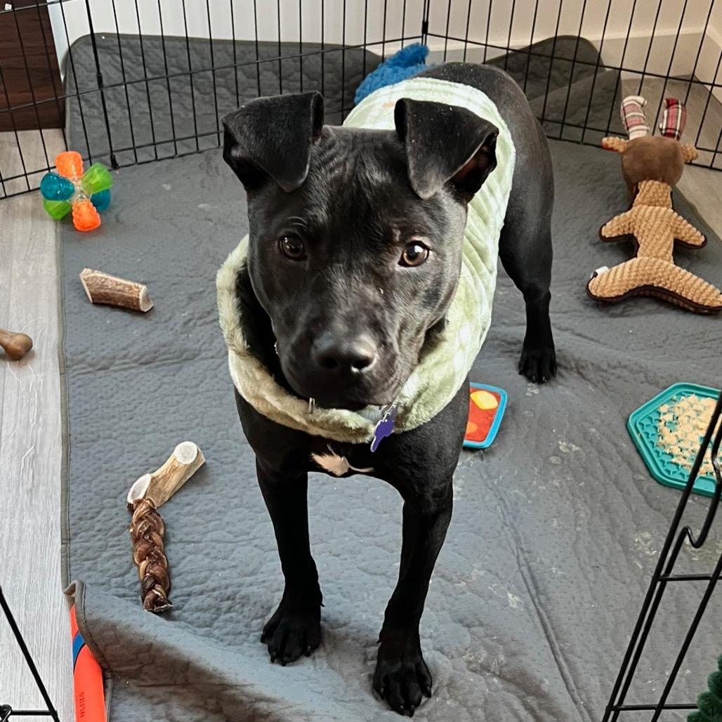 Enlarge Drift, a Adoptable Mixed Breed in Hopkinton, MA image 4/6