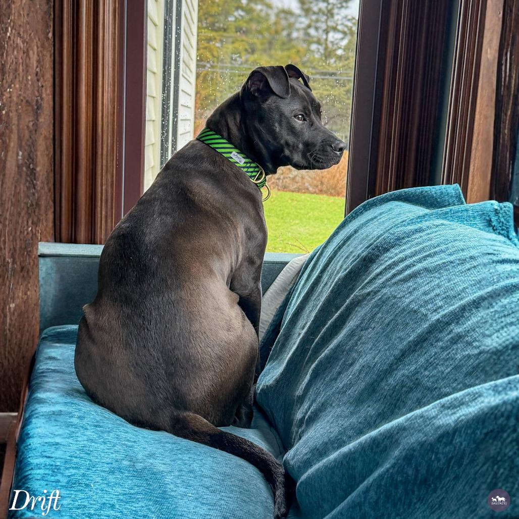 Enlarge Drift, a Adoptable Mixed Breed in Hopkinton, MA image 4/6