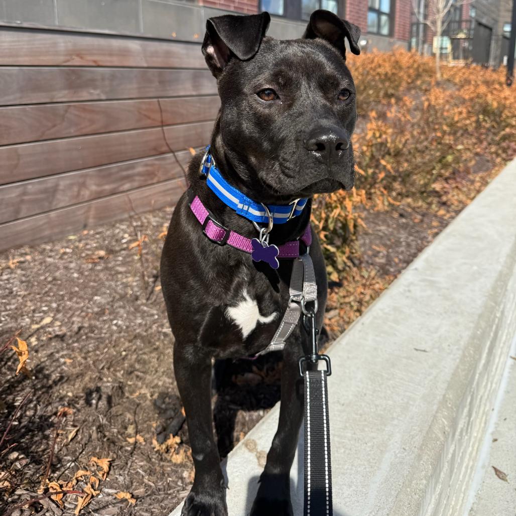 Enlarge Drift, a Adoptable Mixed Breed in Hopkinton, MA image 5/6
