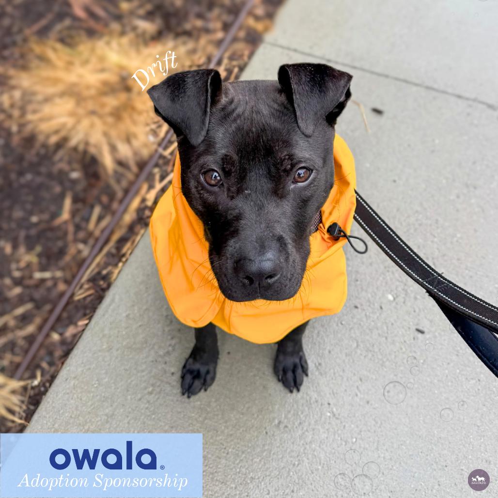 Enlarge Drift, a Adoptable Mixed Breed in Hopkinton, MA image 6/6