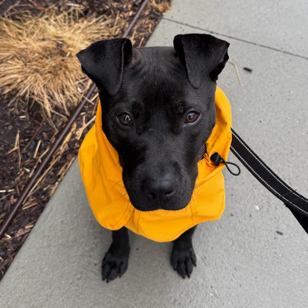 Enlarge Drift, a Adoptable Mixed Breed in Hopkinton, MA image 6/6