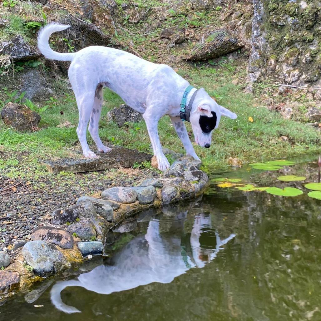 Patches, a Adoptable mixed breed in Potomac, MD image 1/6