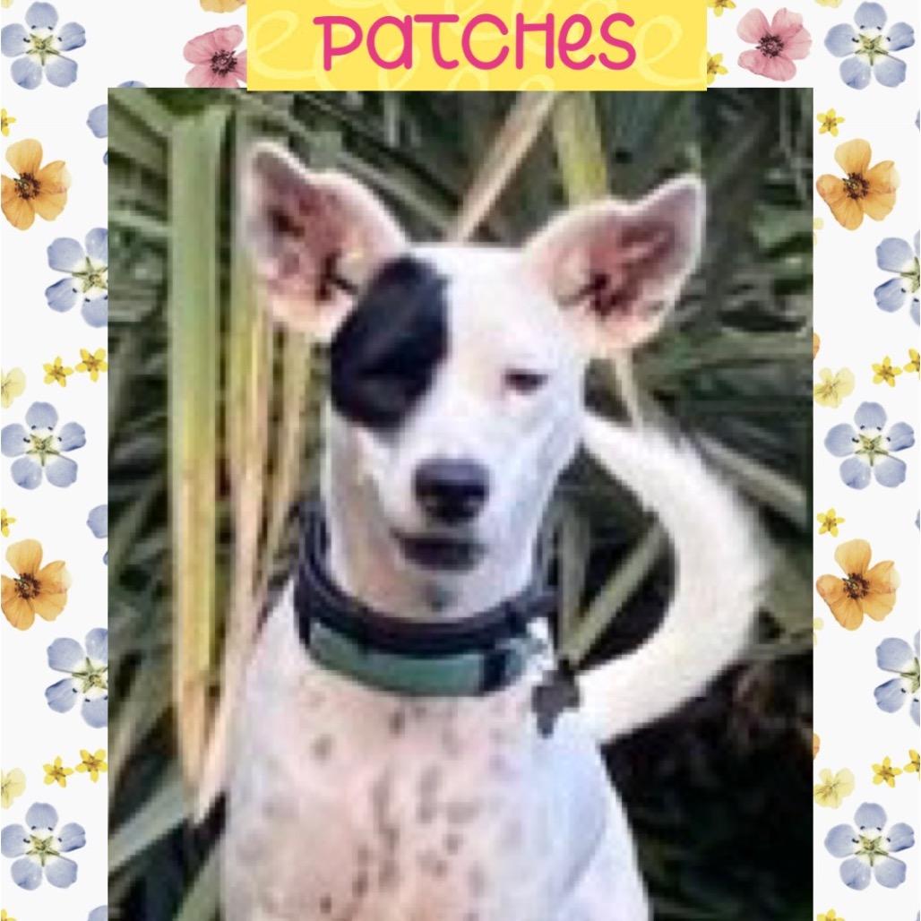 Patches, a Adoptable mixed breed in Potomac, MD image 2/6
