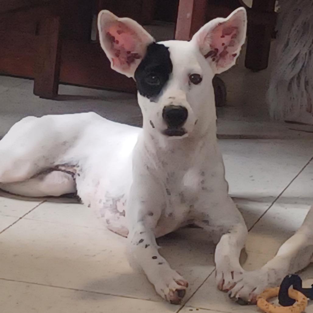 Patches, a Adoptable mixed breed in Potomac, MD image 3/6