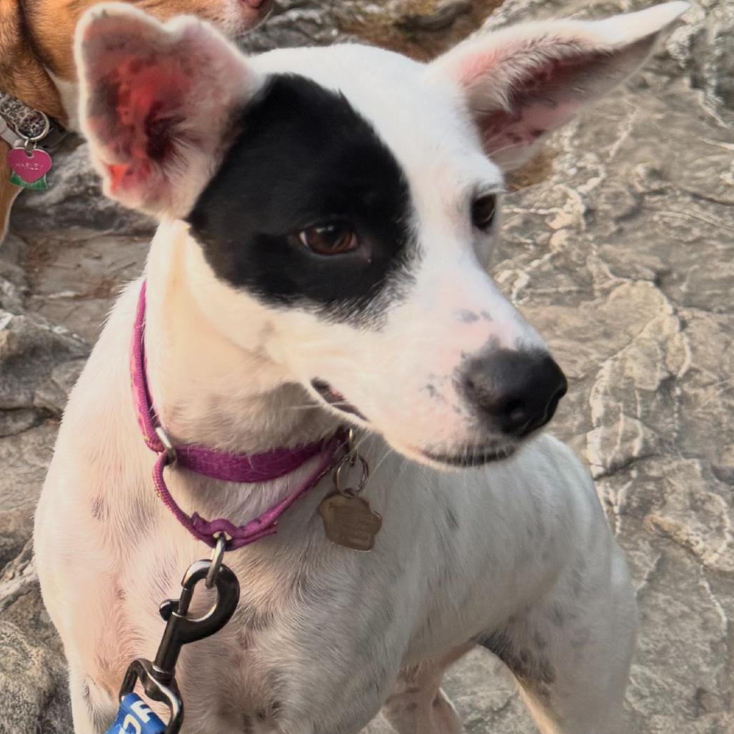 Patches, a Adoptable mixed breed in Potomac, MD image 5/6