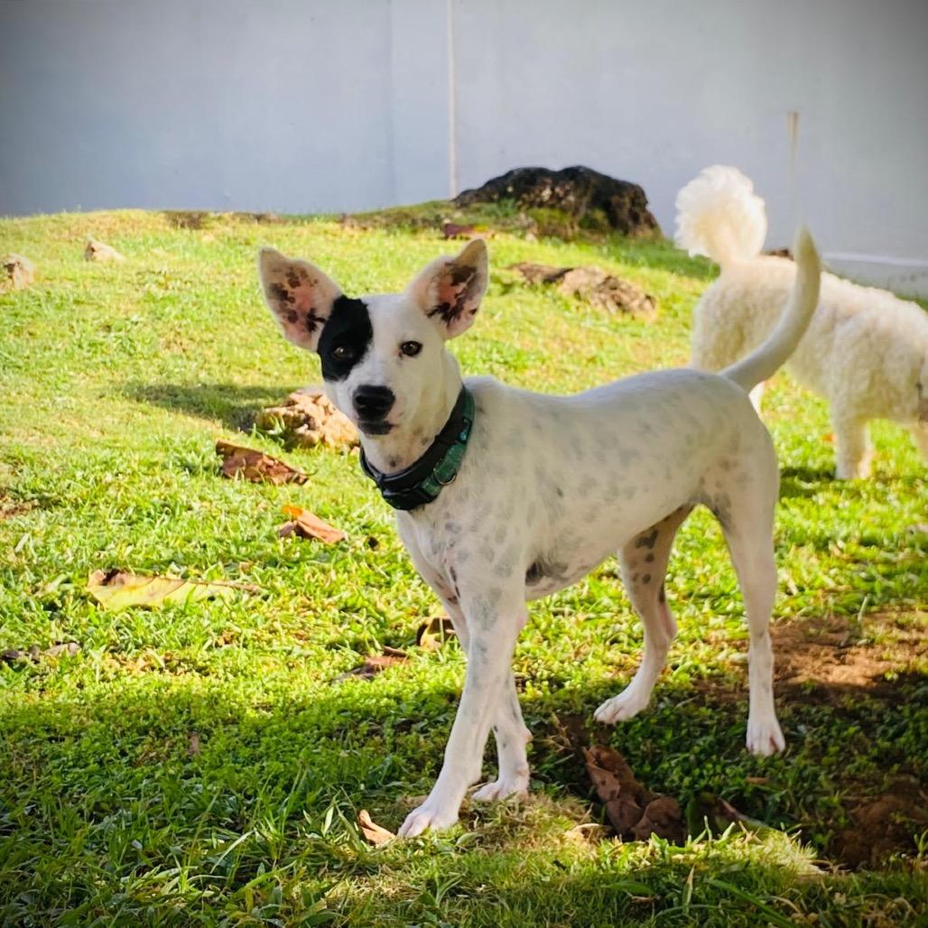 Patches, a Adoptable mixed breed in Potomac, MD image 6/6