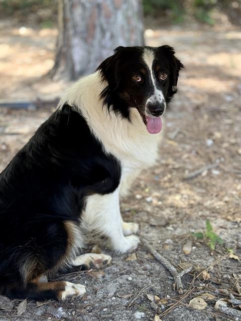 PIPER, Adoptable, Adult Female Australian Shepherd & Mixed Breed.
