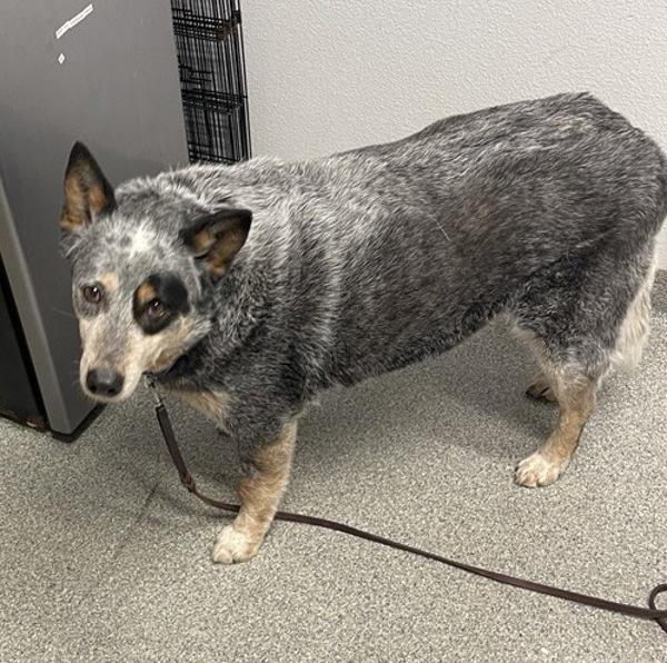 Vespa, Adoptable, Senior Male Australian Cattle Dog / Blue Heeler.