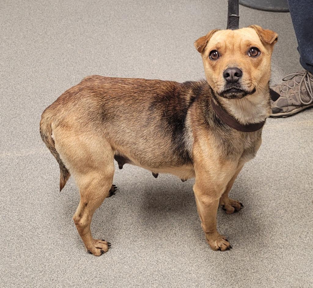 Enlarge Sarah/Stella, a Adoptable mixed breed in Hopkinsville, KY image 1/5