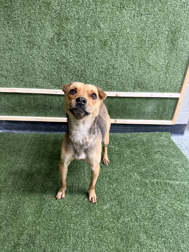 Enlarge Sarah/Stella, a Adoptable mixed breed in Hopkinsville, KY image 3/5