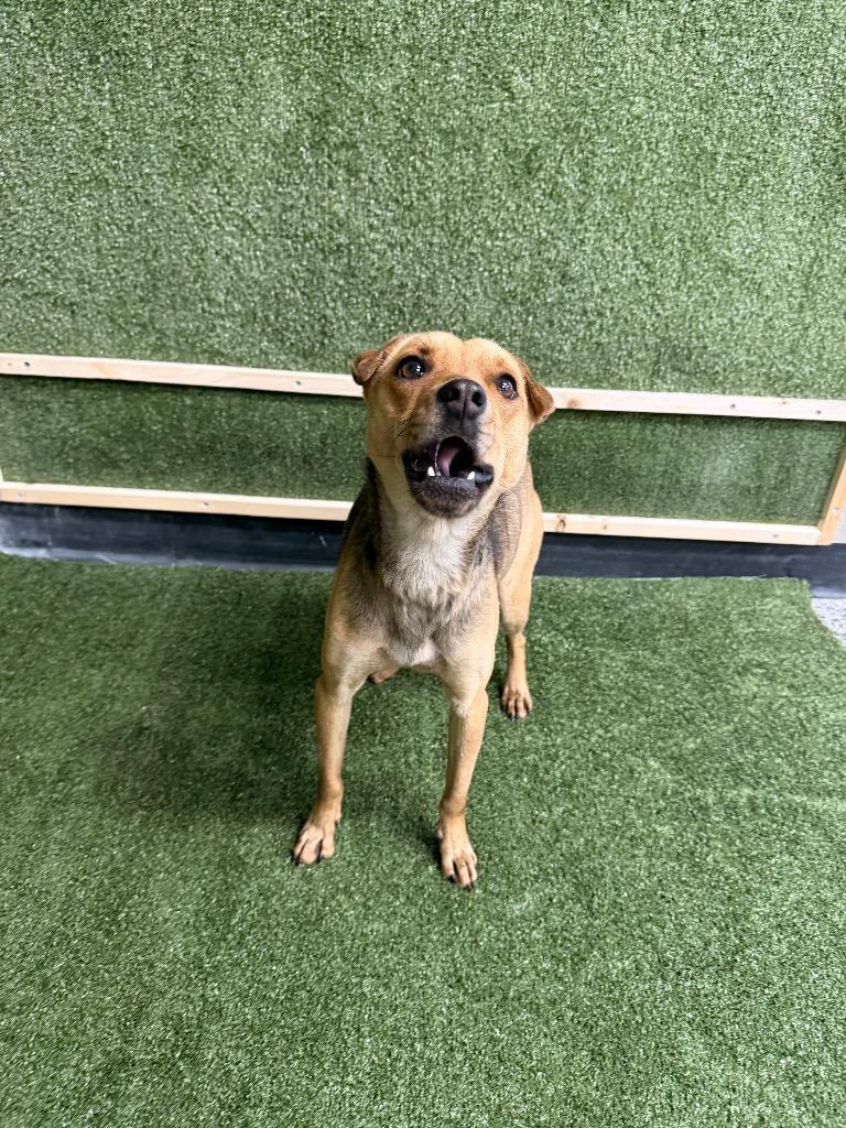 Enlarge Sarah/Stella, a Adoptable mixed breed in Hopkinsville, KY image 3/5