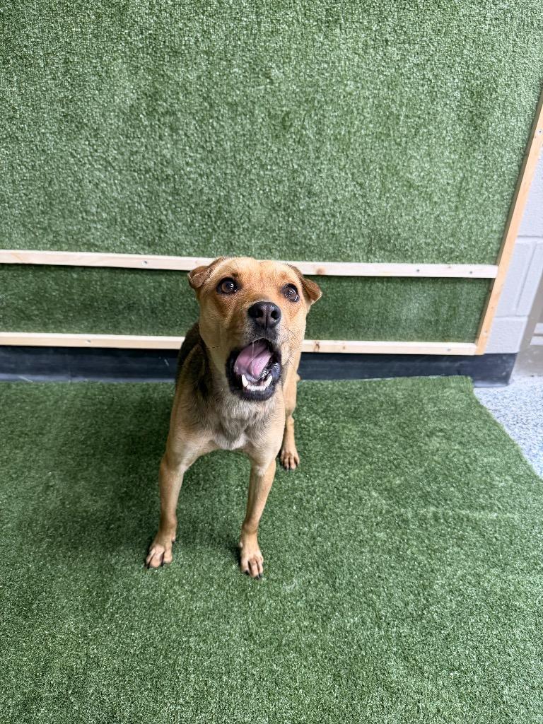 Enlarge Sarah/Stella, a Adoptable mixed breed in Hopkinsville, KY image 4/5