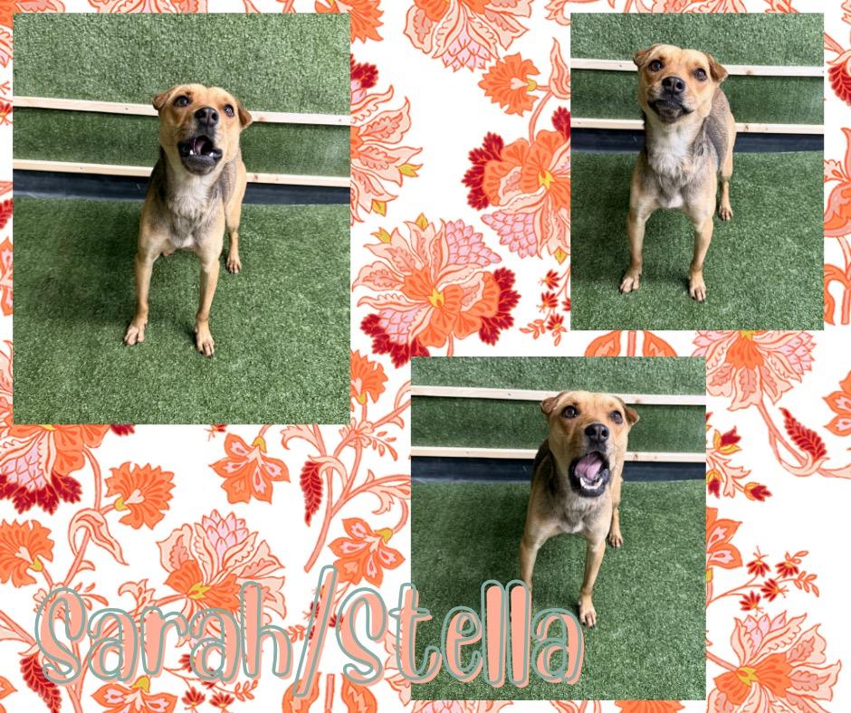 Enlarge Sarah/Stella, a Adoptable mixed breed in Hopkinsville, KY image 4/5