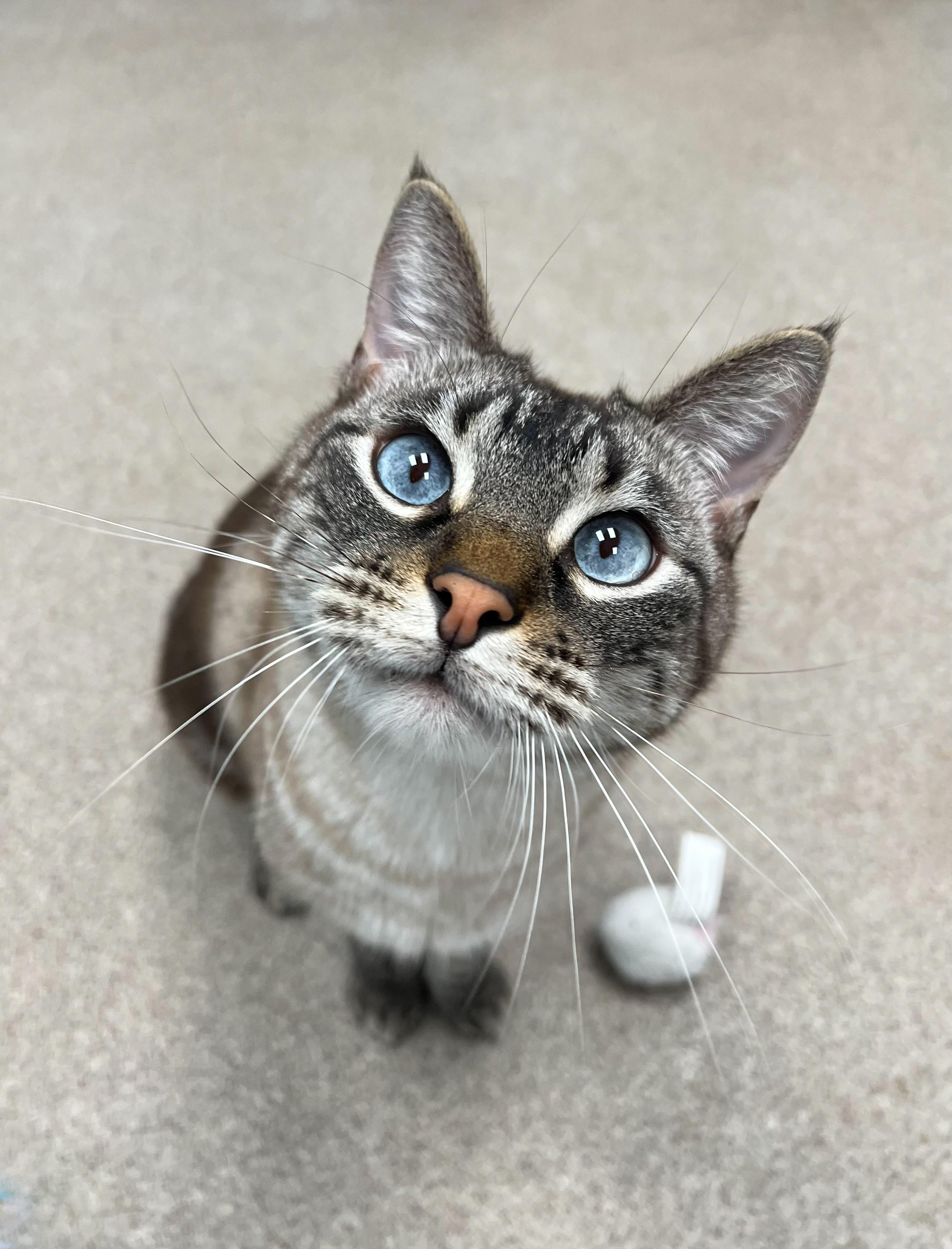 Enlarge Oakley , an adopted mixed breed in Arlington Heights, IL image 1/1