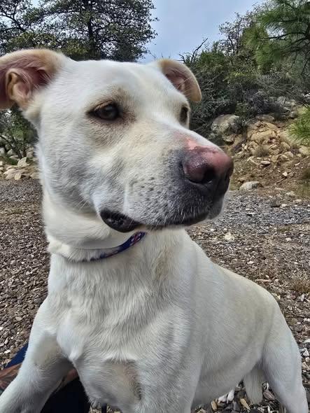 Macy, an adopted Mixed Breed in Chino valley, AZ image 2/2