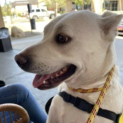 Macy, an adopted Mixed Breed in Chino valley, AZ image 1/2