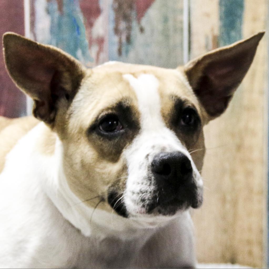 Lyrica, Adoptable, Adult Female Beagle & Mixed Breed.