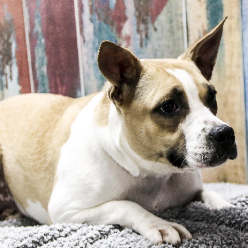 Lyrica, a Adoptable mixed breed in Casa Grande, AZ image 2/3