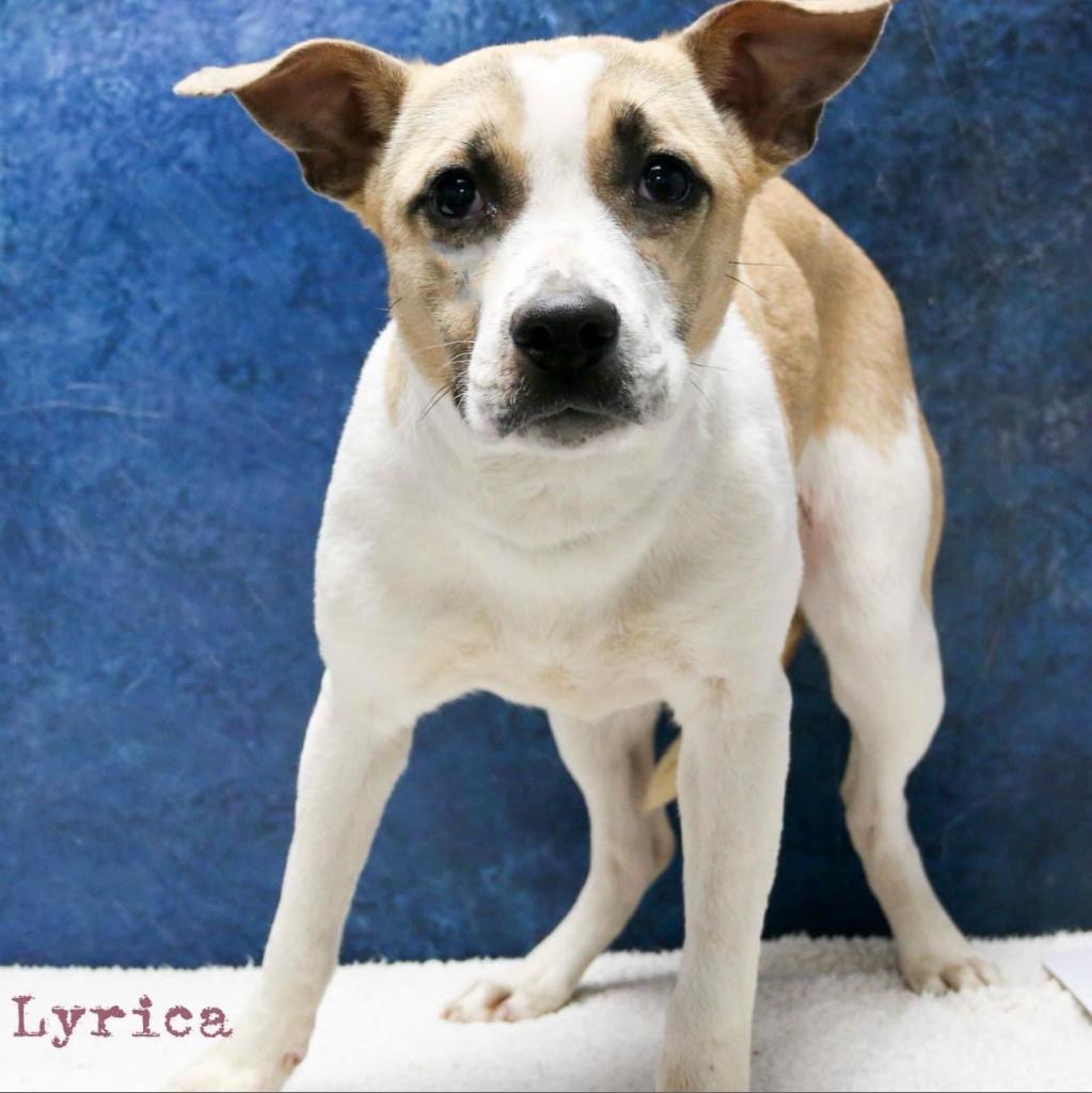 Lyrica, a Adoptable mixed breed in Casa Grande, AZ image 3/3
