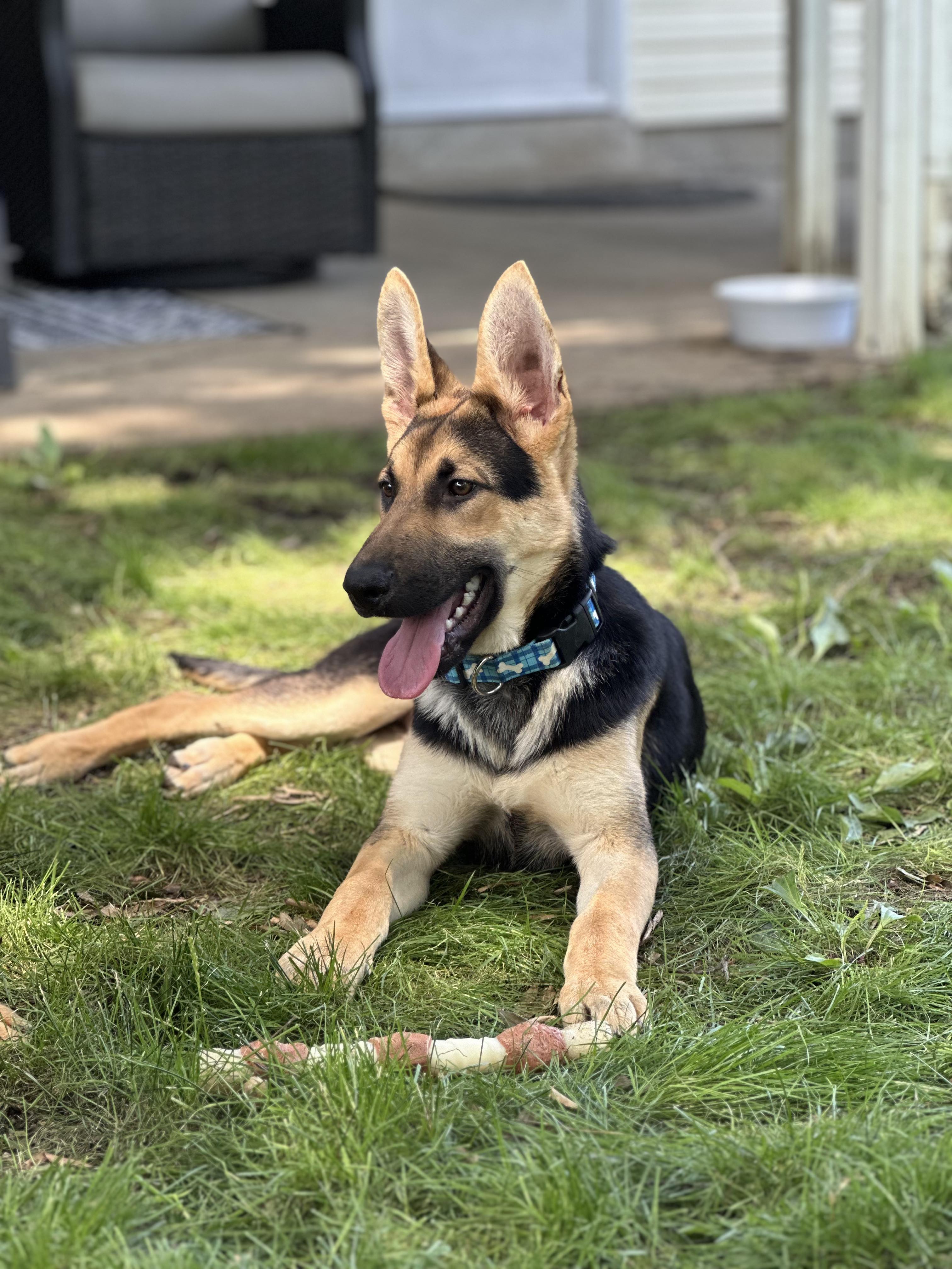 Dog for adoption Maverick (FOSTERED IN MARYLAND), a German Shepherd