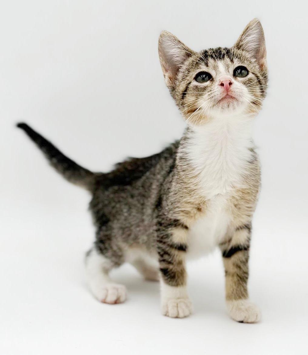 Charlie is a LOVER LOVER LOVER, a Adoptable mixed breed in Bedford Hills, NY image 3/6