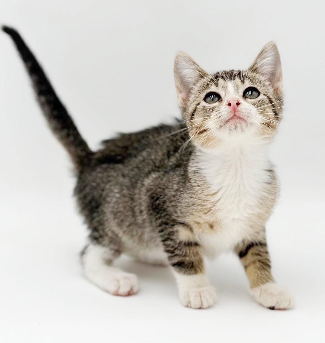 Charlie is a LOVER LOVER LOVER, a Adoptable mixed breed in Bedford Hills, NY image 6/6