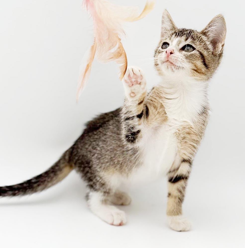 Charlie is a LOVER LOVER LOVER, Adoptable, Kitten Male Bengal & Turkish Van.