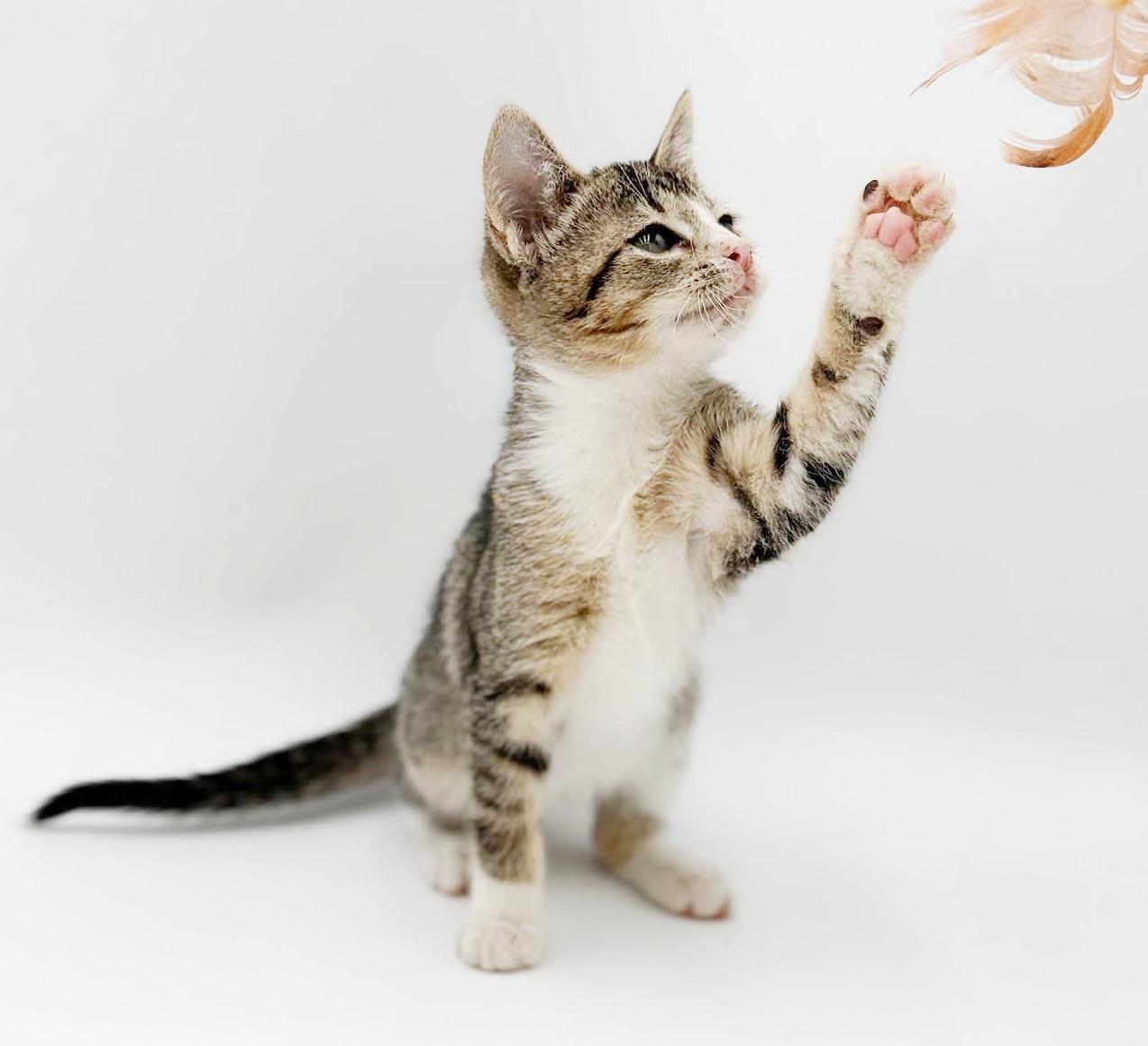 Charlie is a LOVER LOVER LOVER, a Adoptable mixed breed in Bedford Hills, NY image 4/6