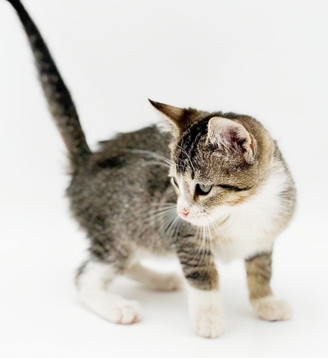 Charlie is a LOVER LOVER LOVER, a Adoptable mixed breed in Bedford Hills, NY image 2/6
