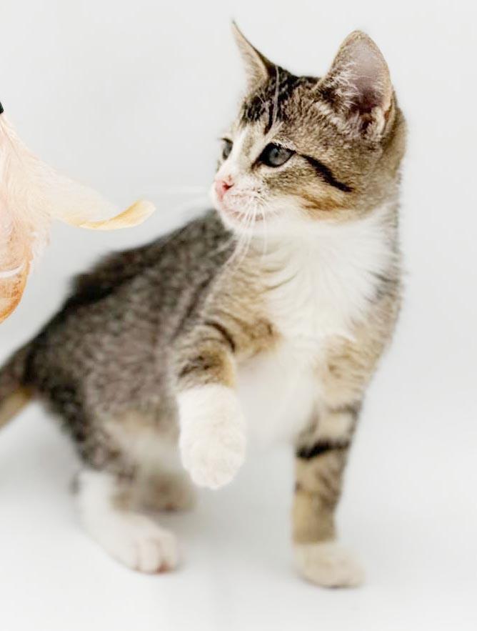 Charlie is a LOVER LOVER LOVER, a Adoptable mixed breed in Bedford Hills, NY image 5/6