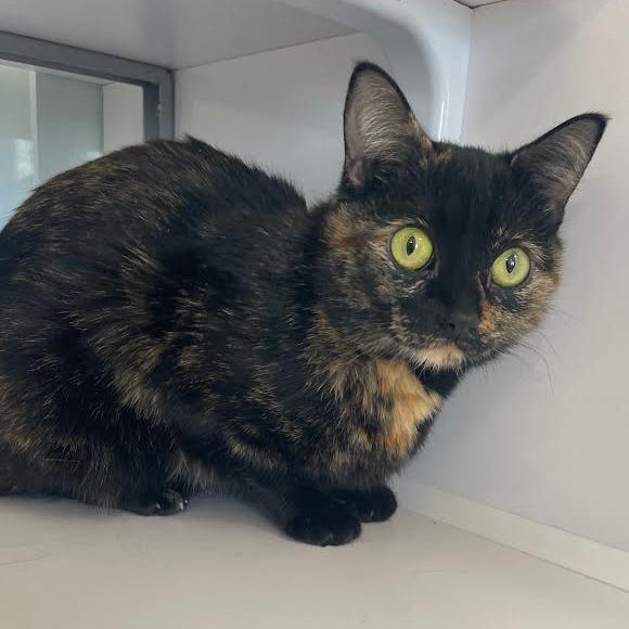 Enlarge Truffle, a Adoptable Domestic Short Hair in Prescott, AZ image 1/4