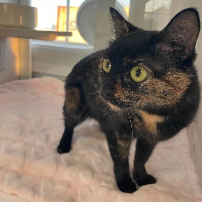 Enlarge Truffle, a Adoptable Domestic Short Hair in Prescott, AZ image 2/4