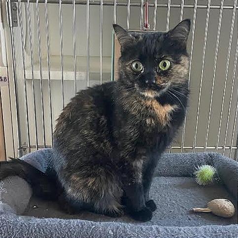 Enlarge Truffle, a Adoptable Domestic Short Hair in Prescott, AZ image 3/4