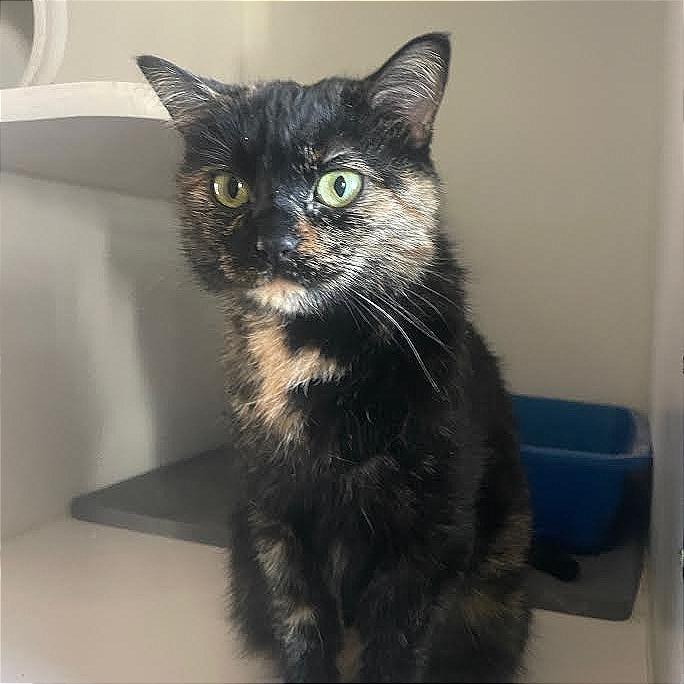 Enlarge Truffle, a Adoptable Domestic Short Hair in Prescott, AZ image 4/4