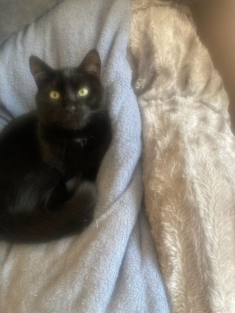 Enlarge Freddie, a Adoptable Domestic Short Hair in Peekskill, NY image 1/1