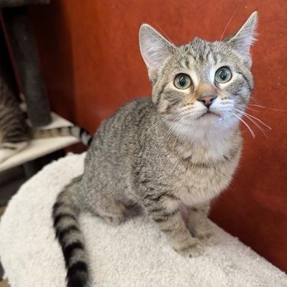 Oatmeal, adopted, Kitten Female Domestic Short Hair.