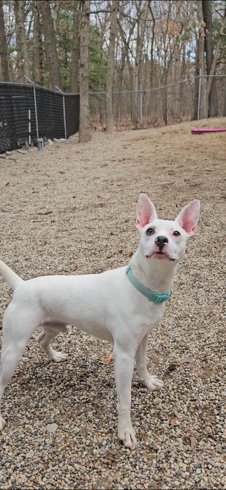 Enlarge Kepler, a Adoptable mixed breed in Muskegon, MI image 1/5