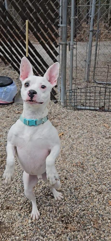 Enlarge Kepler, a Adoptable mixed breed in Muskegon, MI image 2/5
