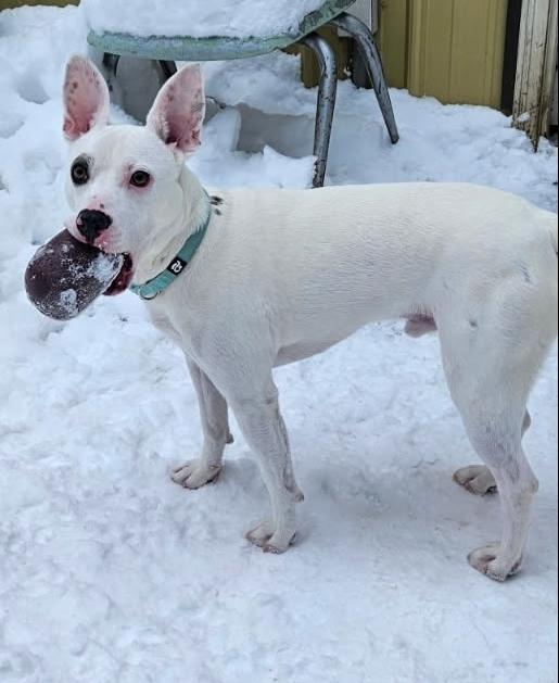 Kepler, a Adoptable mixed breed in Muskegon, MI image 3/4