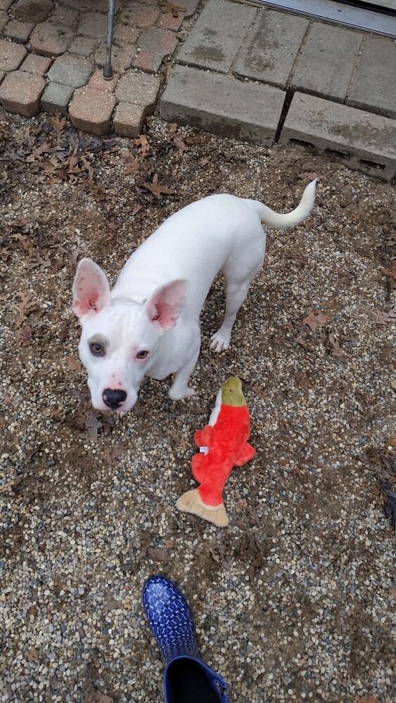 Enlarge Kepler, a Adoptable mixed breed in Muskegon, MI image 5/6