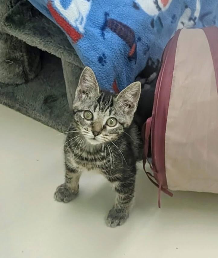 Enlarge Engine Bay, a Adoptable Domestic Short Hair in Colonial Heights, VA image 1/1