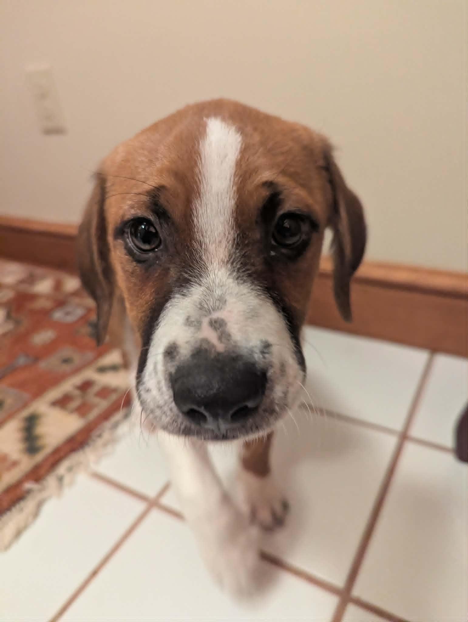 Walter, a Adoptable Hound in Mechanicsburg, PA image 1/2