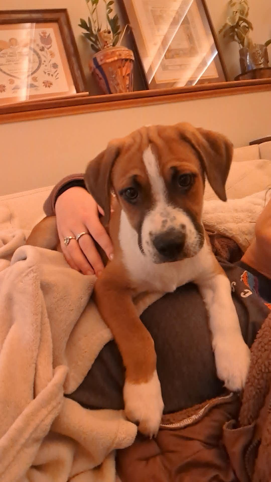 Walter, a Adoptable Hound in Mechanicsburg, PA image 2/2
