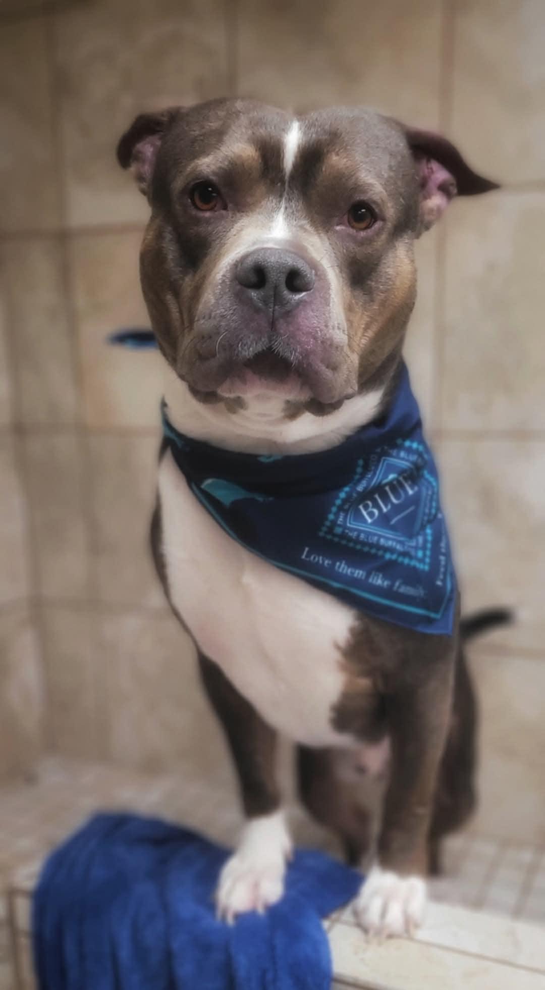 Luke, a Adoptable Pit Bull Terrier in Eureka, CA image 1/3