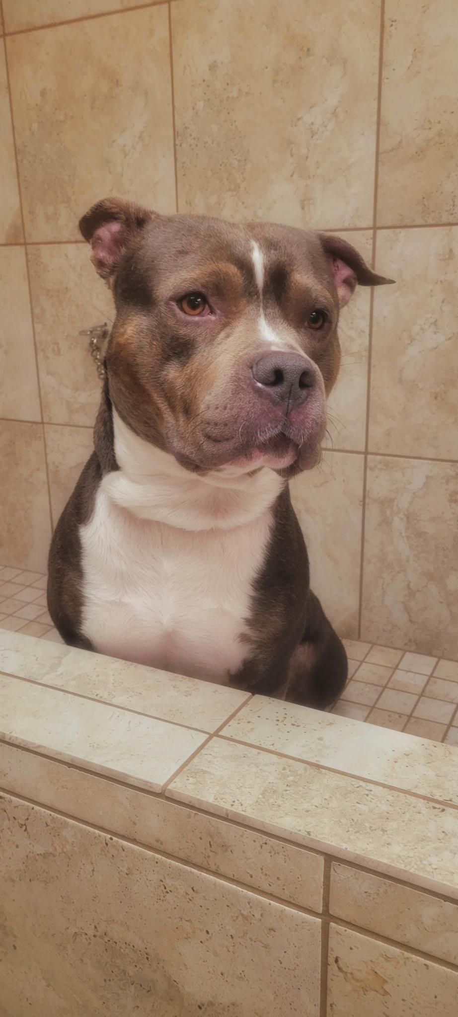 Luke, a Adoptable Pit Bull Terrier in Eureka, CA image 2/3