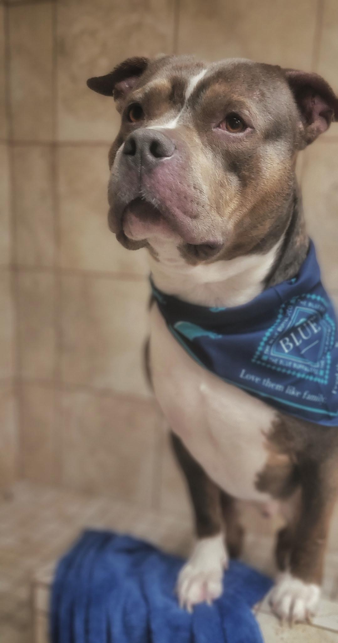 Luke, a Adoptable Pit Bull Terrier in Eureka, CA image 3/3