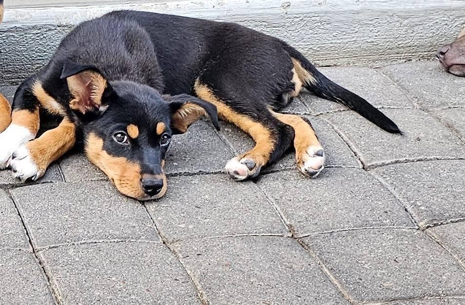 Posh Spice, Adoptable, Puppy Female Mixed Breed.