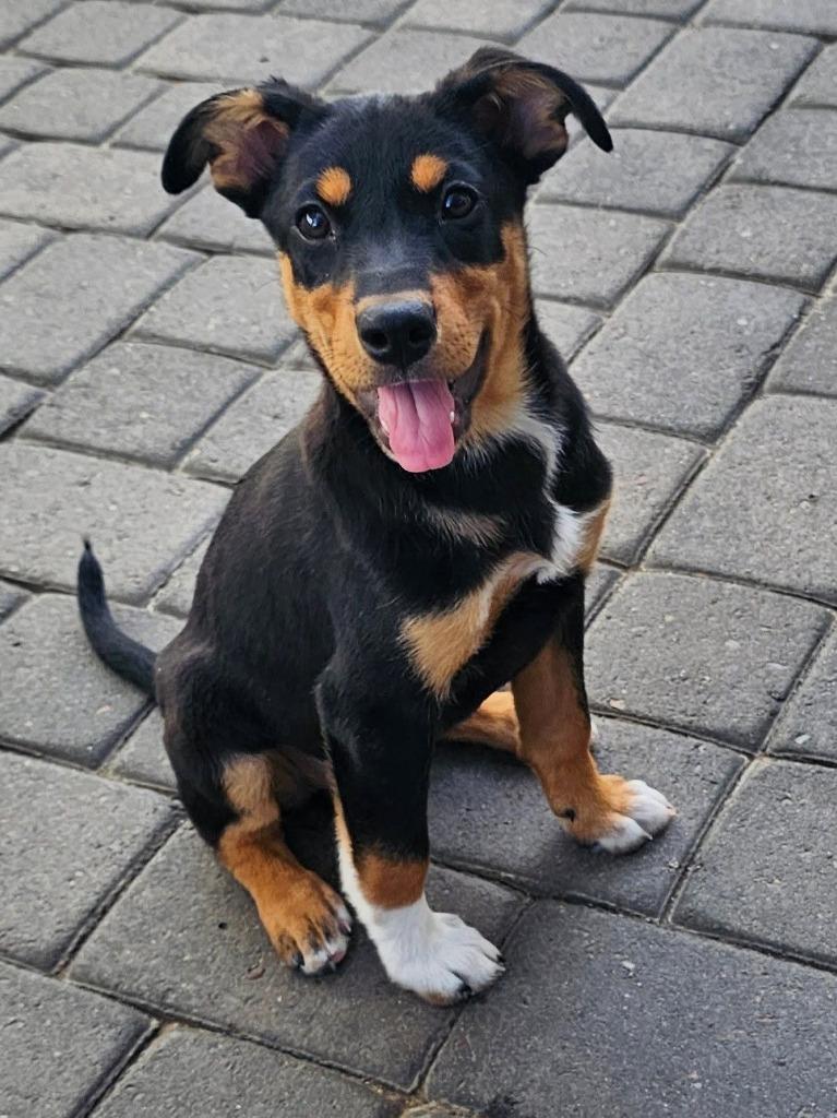 Enlarge Posh Spice, a Adoptable Mixed Breed in Mesa, AZ image 2/5