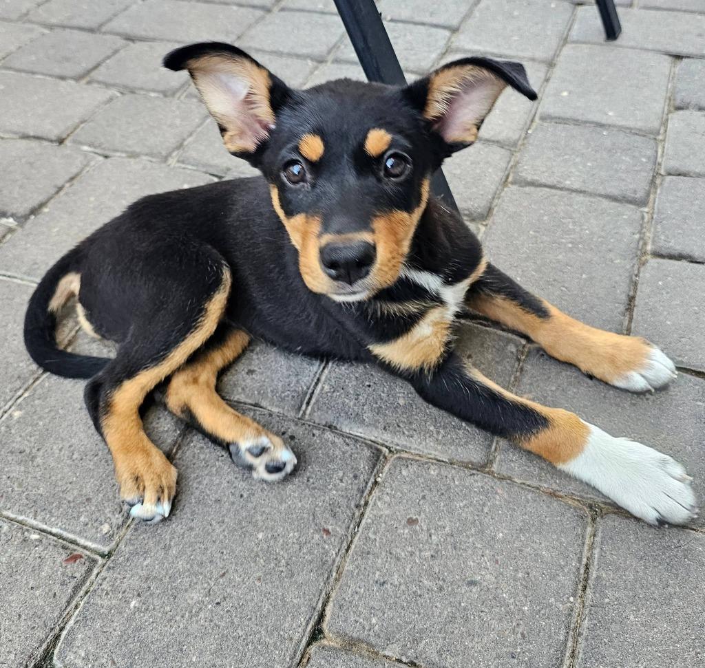 Enlarge Posh Spice, a Adoptable Mixed Breed in Mesa, AZ image 3/5