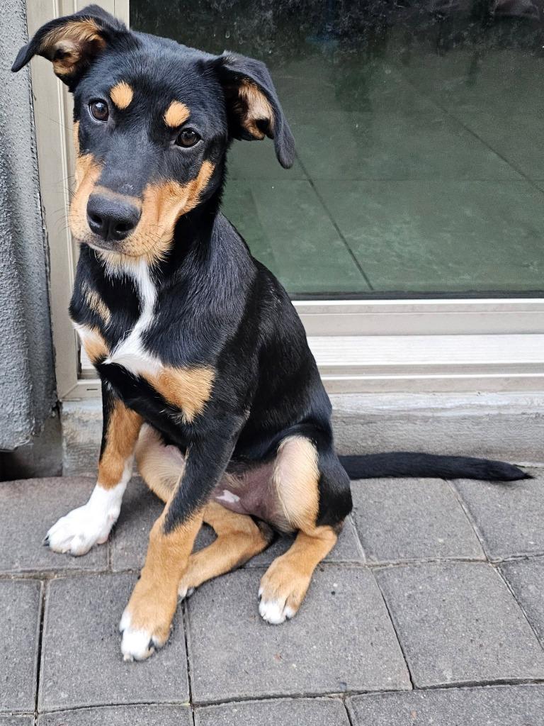 Enlarge Posh Spice, a Adoptable Mixed Breed in Mesa, AZ image 5/5